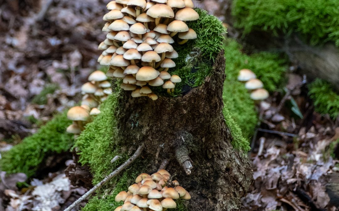 Mushrooms in the Veluwezoom